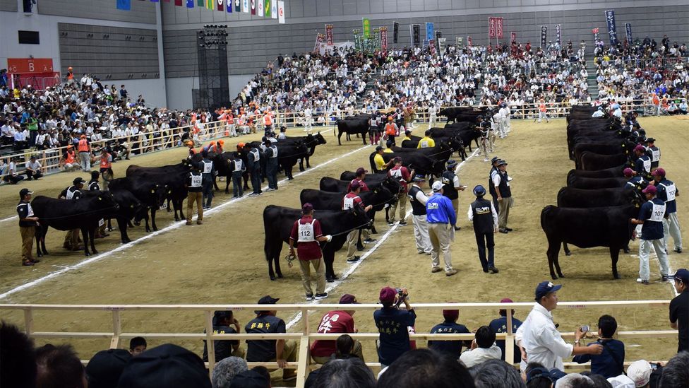 The Wagyu Olympics (formally known as Zenkyo) was launched in 1966 to help encourage a high level of cattle breeding (Credit: National Competitive Exhibition of Wagyu)